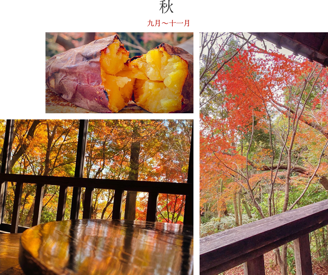秋の写真